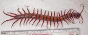 Scolopendra subspinipes